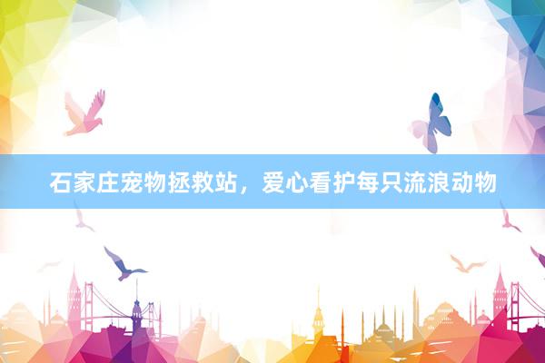 石家庄宠物拯救站，爱心看护每只流浪动物
